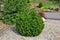 Dwarf mountain pine tree - decorative undersize evergreen coniferous plant in rocky garden
