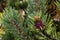 Dwarf mountainpine needles with raindrops