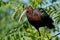 Dwarf olive Ibis