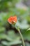 Dwarf Orange Geum coccineum Borisii budding orange flower