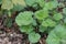 Dwarf Orange Geum coccineum Borisii leaves