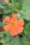 Dwarf Orange Geum coccineum Borisii orange flower