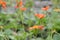 Dwarf Orange Geum coccineum Borisii orange flowers