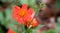Dwarf Orange Geum coccineum Borisii red flowers