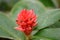 Dwarf Orange Ginger Costus osae bright red flowers