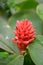 Dwarf Orange Ginger Costus osae deep red flowers
