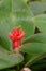 Dwarf Orange Ginger Costus osae intense red flower