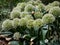 The dwarf ornamental onion Allium karataviense Regel `Ivory Queen` flowering with elegant globe-shaped clusters of clean white