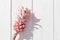 Dwarf Ornamental pink mini Pineapple flower on white wooden background. One tropical bloom per stem, view from above