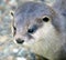 Dwarf otter 1