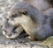 Dwarf otter 3