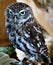 Dwarf owl