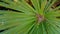 Dwarf palmetto, a plant with sharp thorns