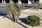 Dwarf Palms and Callistemon Shrub at Xeriscaped Public Parking Lot in Phoenix, AZ