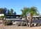 Dwarf Palms in Xeriscaped Landscape, Phoenix, AZ