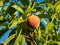 Dwarf peach Prunus persica in the garden