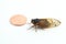 Dwarf Periodical Cicada (Magicicada cassini)