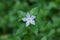 Dwarf periwinkle flower - pervinca minor