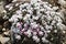 Dwarf phlox Phlox condensata - small white flowers in the mountains of Crimea, alpine zone, wild plant