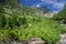 Dwarf pine bushes and pine trees in Mala Studena Dolina valley in High Tatras