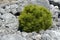 Dwarf pine in shape of a sphere planted in a rock garden