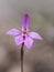 Dwarf Pink Fairy Orchid Caladenia reptans, Perth, Western Australia