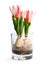 Dwarf pink tulips in a glass. Growing tulip flowers indoor in water