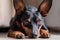 The dwarf pinscher looks into the eyes. Portrait of a dog