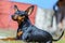 Dwarf pinscher in summer on green grass