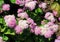Dwarf plant Ageratum Pink Ageratum houstonianum