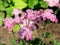 Dwarf plant Ageratum Pink Ageratum houstonianum