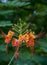 Dwarf poinciana