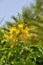 Dwarf Poinciana flowers