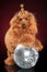 Dwarf poodle posing in studio on disco party ball