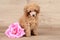 Dwarf poodle puppy with rose flower