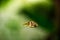 Dwarf pufferfish, Malabar pufferfish close up photo. Pygmy pufferfish, pea pufferfish tropical freshwater fish in aquarium