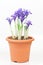 Dwarf purple iris in pot