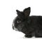 Dwarf rabbit