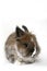 Dwarf rabbit