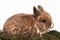 Dwarf rabbit