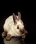 Dwarf Rabbit, Adult against Black Background