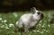Dwarf Rabbit, Adult standing near Flowers