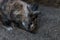 Dwarf rabbit digging a hole into the ground