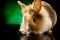 Dwarf Rabbit with Lion\'s head