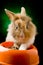Dwarf Rabbit with Lion\'s head with his food bowl
