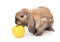 Dwarf rabbit sniffs the yellow apple.