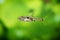 Dwarf rasbora, Rasbora maculata Freshwater fish in the nature aquarium, is often as often referred as Boraras maculatus. Animal aq