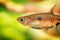 Dwarf rasbora, Rasbora maculata Freshwater fish in the nature aquarium, is often as often referred as Boraras maculatus. Animal aq