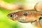 Dwarf rasbora, Rasbora maculata Freshwater fish in the nature aquarium, is often as often referred as Boraras maculatus. Animal aq