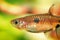 Dwarf rasbora, Rasbora maculata Freshwater fish in the nature aquarium, is often as often referred as Boraras maculatus. Animal aq